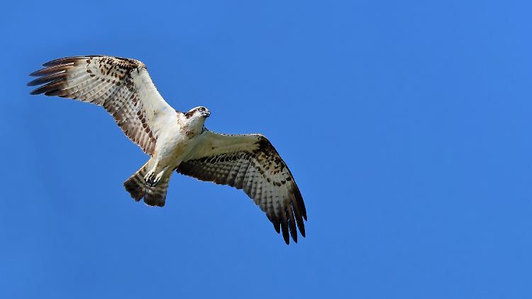 Fisch- statt Bundesadler: In Sachen Artenschutz sehen Umweltaktivisten in Deutschland Nachholbedarf.