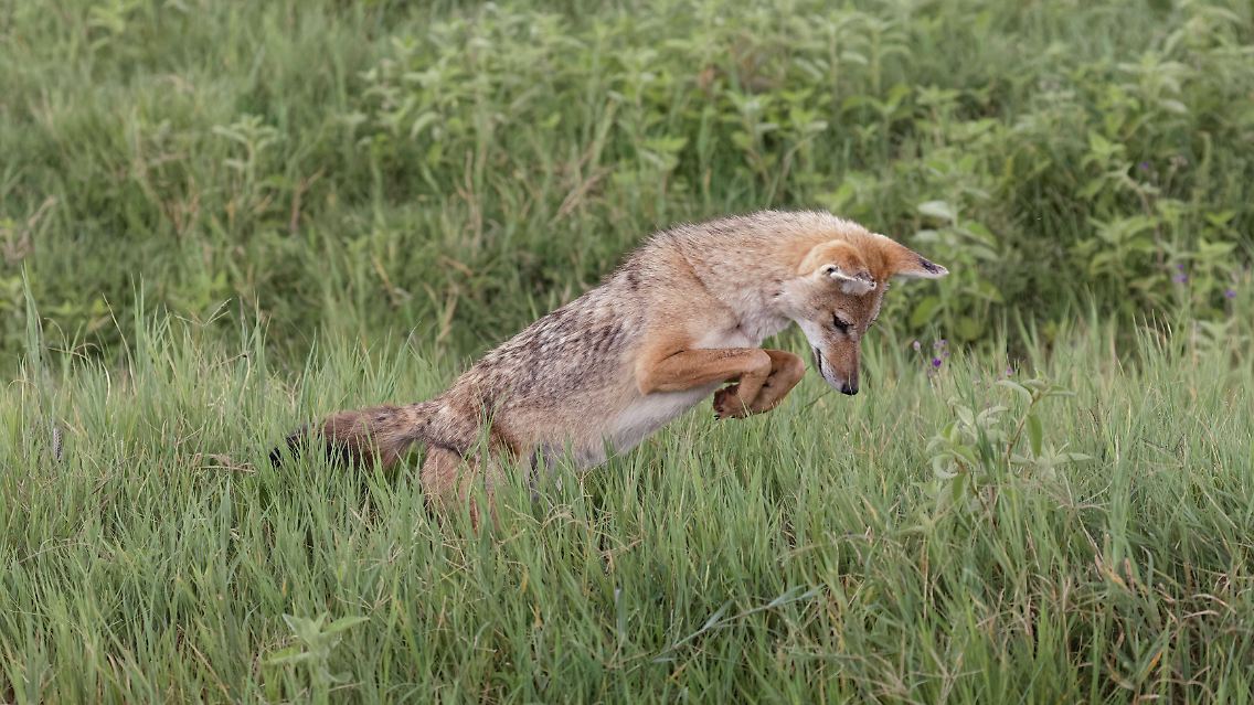 Im Gegensatz zum Wolf hat der Goldschakal eine Vorliebe für kleinere Beutetiere wie Mäuse, Ratten, Kaninchen und Hasen.