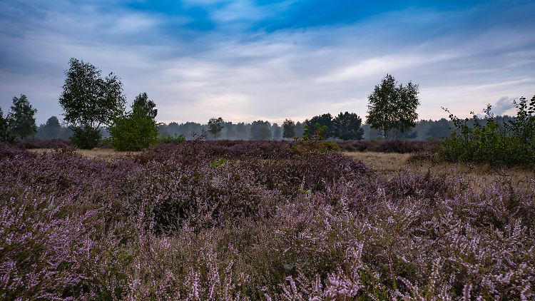 Die Lüneburger Heide beginnt über Hannover und geht bis unter Hamburg.