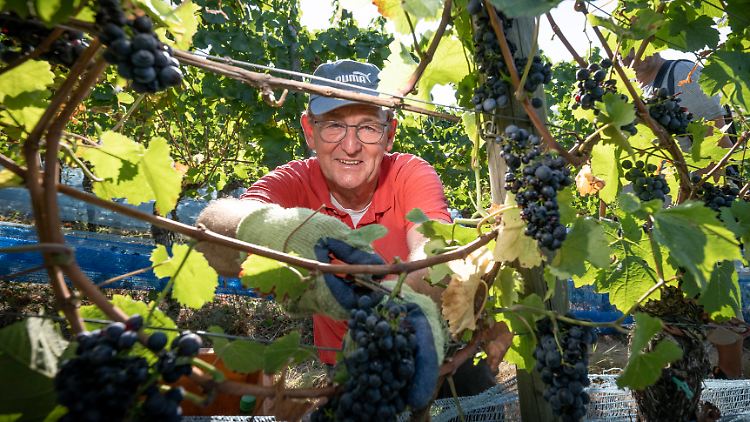 Ein Helfer bei der Weinlese in Rheinland-Pfalz.