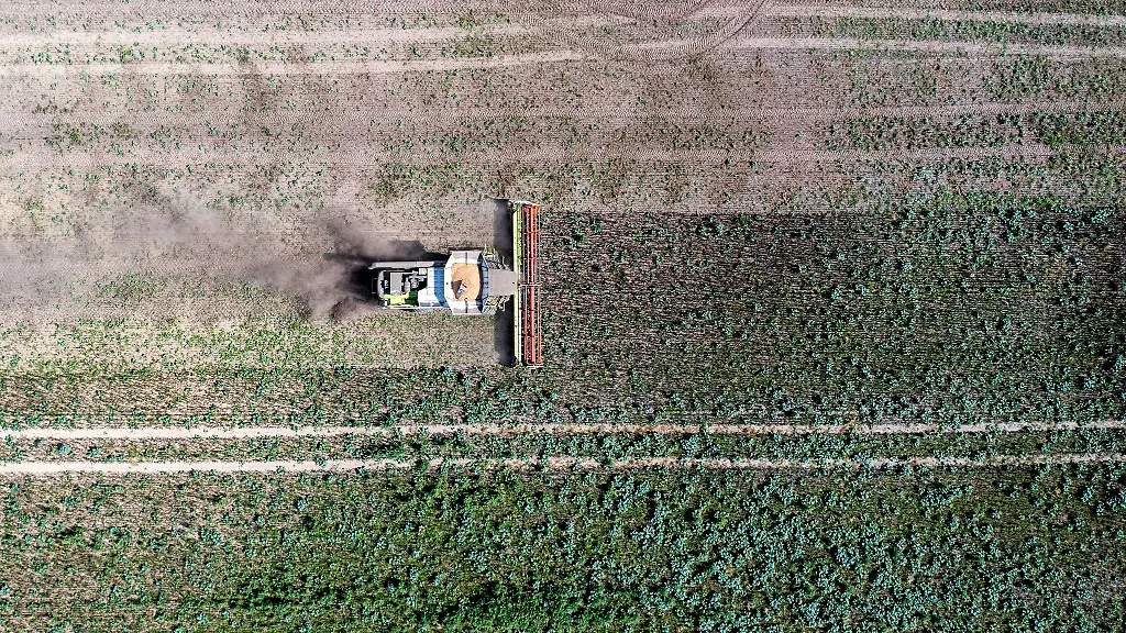 Ein-Maehdrescher-erntet-Ackerbohnen-auf-einem-Feld