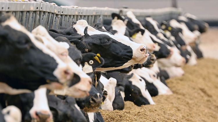 Die Tiere stecken sich laut einer Studie über das Euter mit der Vogelgrippe an.