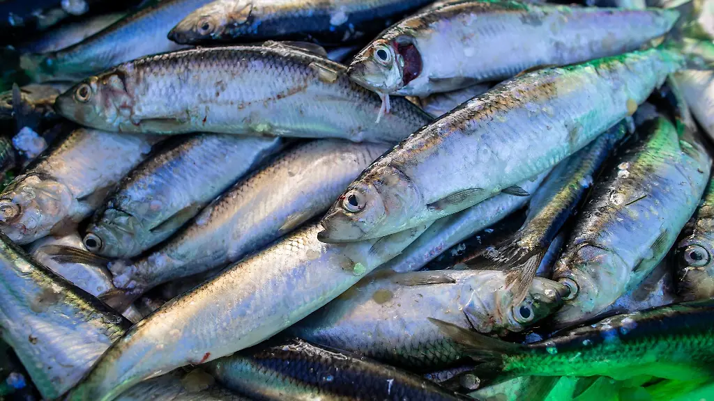 Frisch-gefangene-Heringe-liegen-in-einer-Fischkiste-im-Fischereihafen