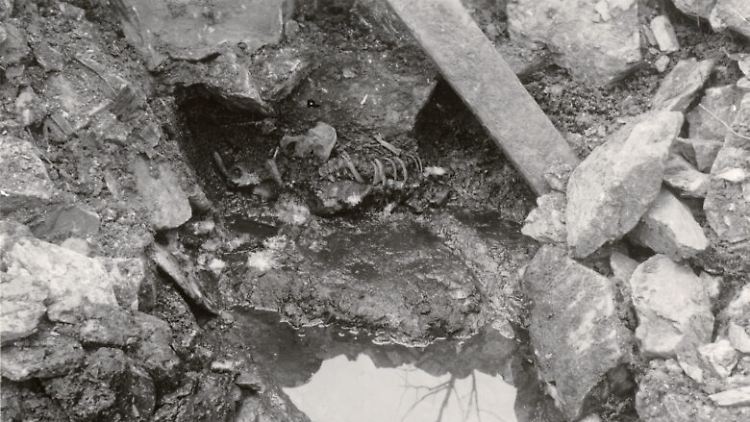 Das Skelett, wie es 1938 gefunden wurde. Der Plan, die Überreste zu bergen, wurde durch den Zweiten Weltkrieg unterbrochen.