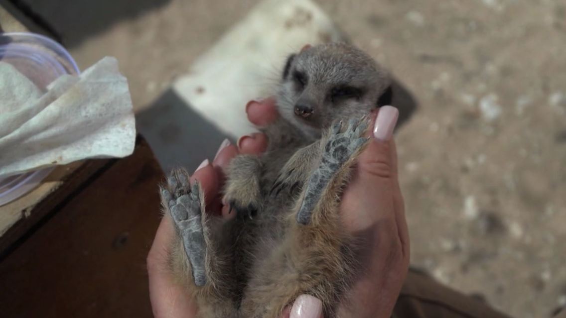 erdmännchen.JPG