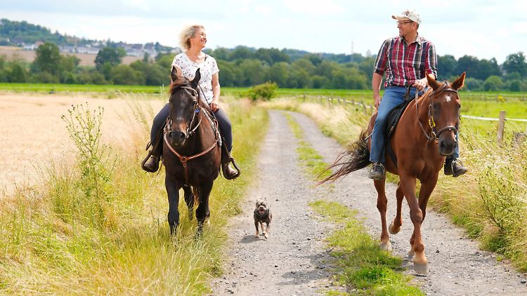 Pferdewirtin Jenny und Ostfriese Sweer genießen den gemeinsamen Ausritt.