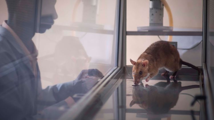 Ein Apopo-Mitarbeiter trainiert im ostafrikanischen Tansania Riesenhamsterratten darin, bestimmte Gerüche zu erschnüffeln.
