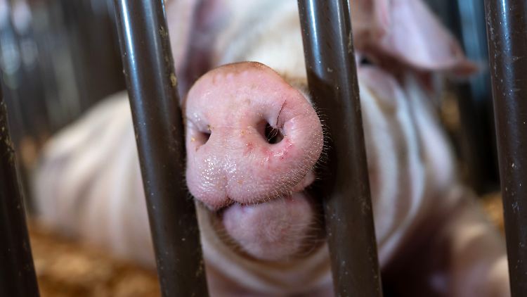 Derzeit befällt H5N1 in den USA Milchkühe - jetzt ist zum ersten Mal auch ein Schwein betroffen.