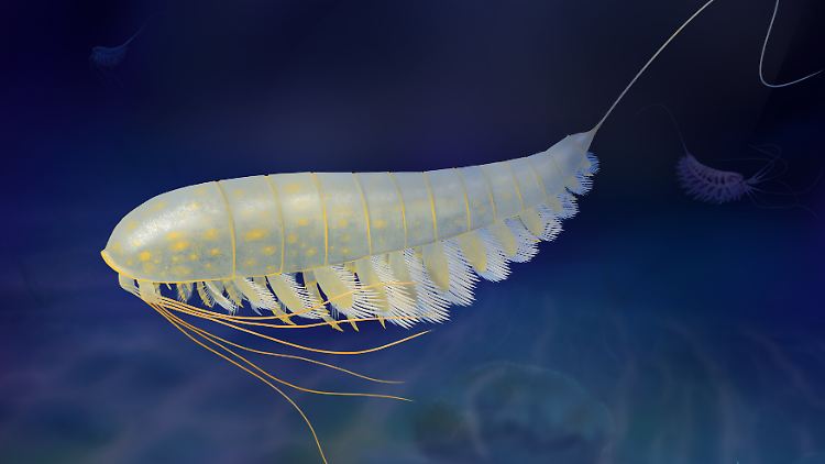 So könnte Lomankus edgecombei vor 450 Millionen Jahren ausgesehen haben.