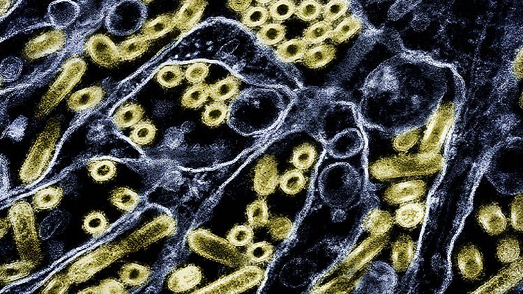Das Vogelgrippe-Virus breitet sich derzeit unter Milchkühen in den USA aus - und hat jetzt zum ersten Mal auch ein Schwein infiziert.