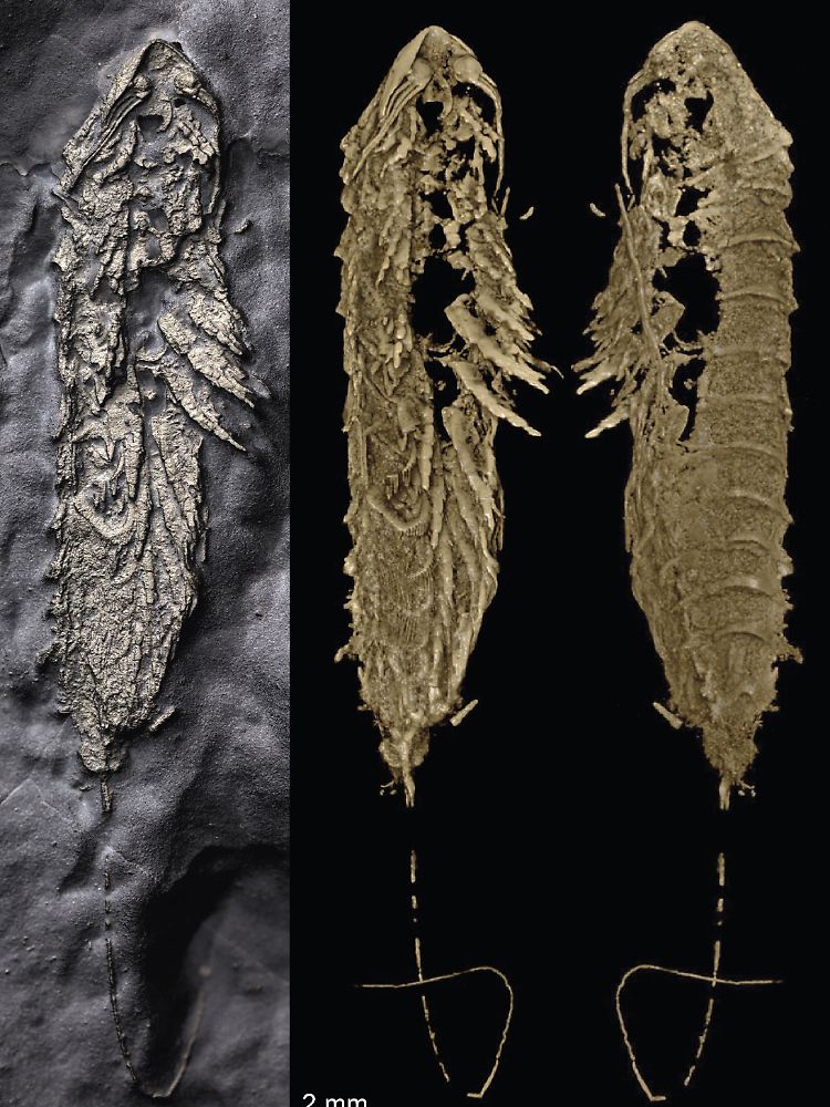 Das Bild zeigt das 3D-Modell (r), das nach einem CT-Scan angefertigt wurde, und das Foto des Fossils.