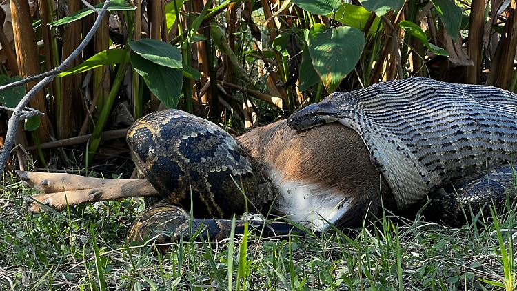 Viereinhalb Meter langer Dunkler Tigerpython, der im Everglades National Park einen 35 Kilogramm schweren Weißwedelhirsch verschlingt.