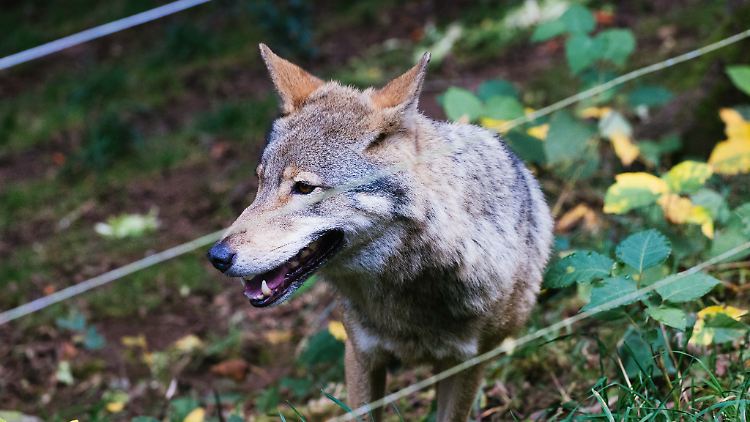 Fühlt sich in Deutschland wohl: der Wolf.