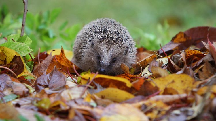 Igel könnten das Bornavirus mit sich tragen.