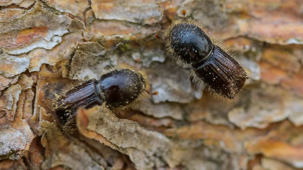 So-genannte-Buchdrucker-eine-Kaeferart-aus-der-Familie-der-Fichtenborkenkaefer