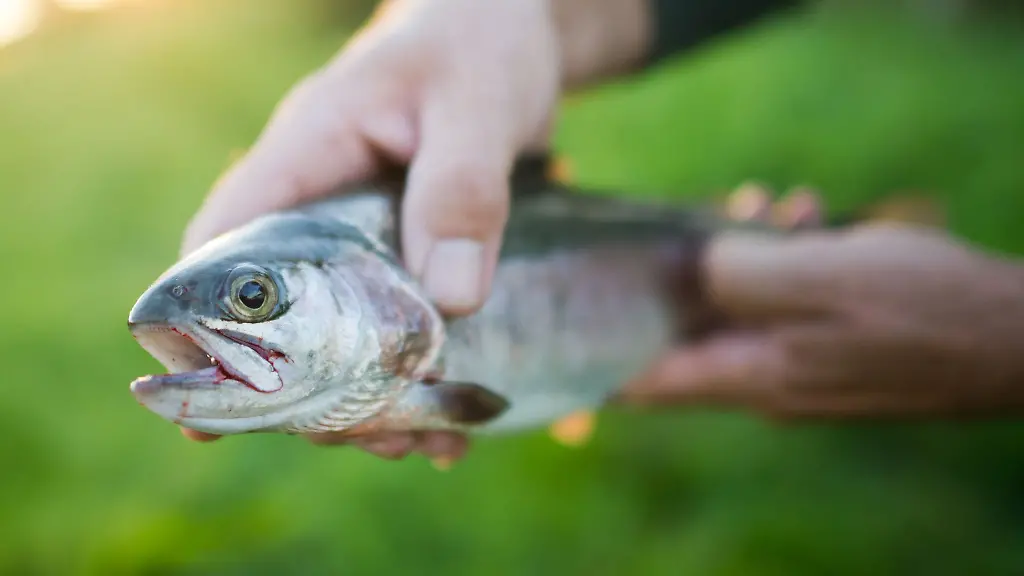 Ein-Mann-haelt-eine-Regenbogenforelle-in-den-Haenden