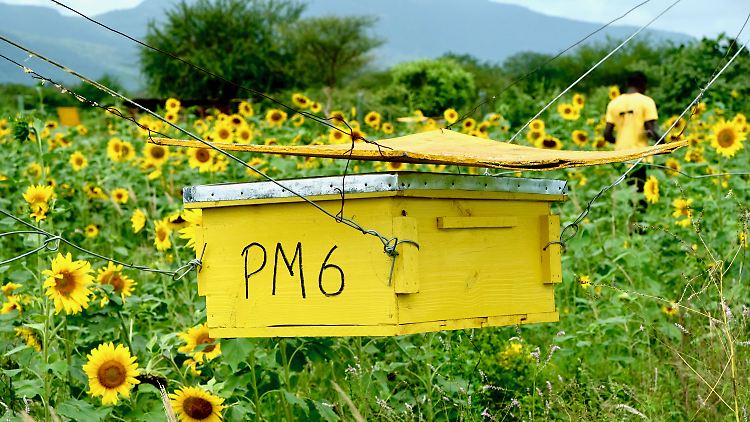 Bienenstockzaun in einem Sonnenblumenfeld in Tsavo.