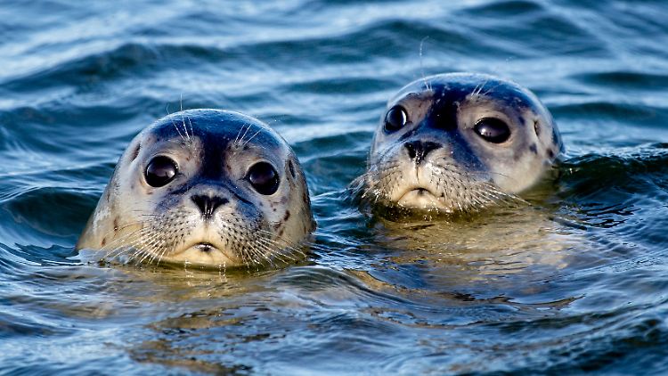 ​Seehunde lebten früher in großer Zahl in Nord- und Ostsee, wurden jedoch im Lauf des vergangenen Jahrhunderts drastisch dezimiert.