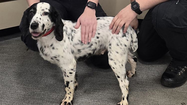 Laut der Polizei erkannte Daisy ihre alten Besitzer sofort wieder.