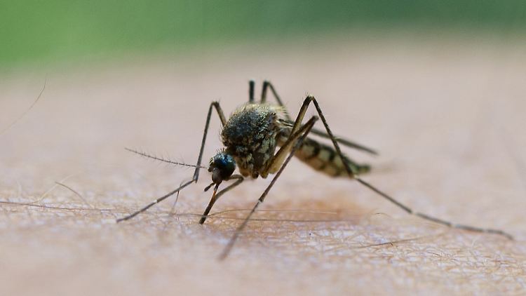 Das Virus wird durch Mückenstiche übertragen, die meisten Infektionen verlaufen jedoch ohne Symptome.