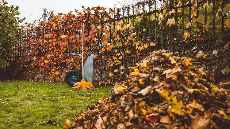 Wer beim Rasenmähen im Herbst alles richtig machen will, muss einen Blick auf Temperatur und Wetter werfen.