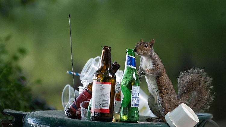 Neugierig schnuppert ein Eichhörnchen an einer weggeworfenen Bierflasche.