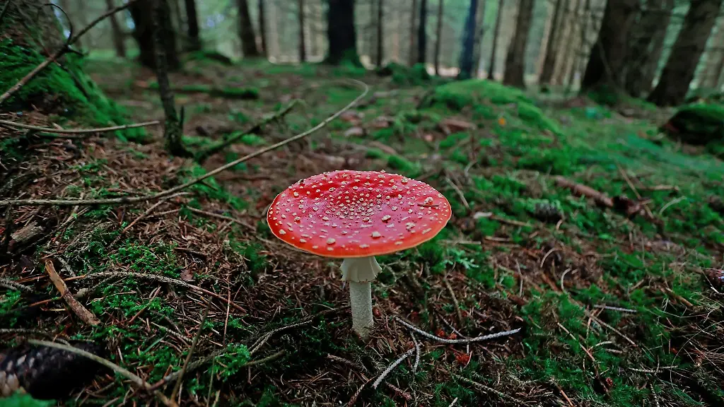 Ein-Fliegenpilz-steht-in-einem-Nadelwald-bei-Elend-im-Harz