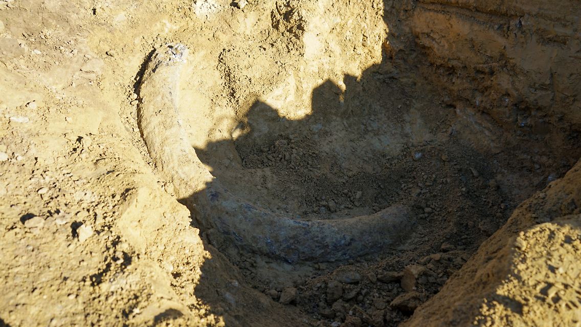 Form und Größe des Stoßzahnes seien keine eindeutigen Indizien für das ausgestorbene Steppenmammut, sagte die Mammut-Expertin Ursula Göhlich vom Naturhistorischen Museum in Wien.