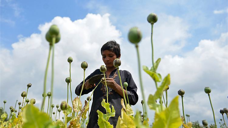 Aus dem in Afghanistan geernteten Schlafmohn werden Opium und Heroin hergestellt.