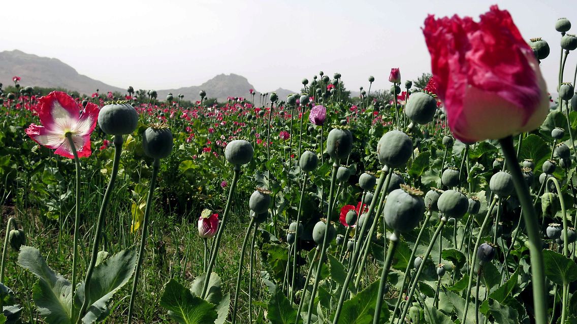Rohopium wird aus Mohn hergestellt und dient als Basis für die Herstellung von Heroin.