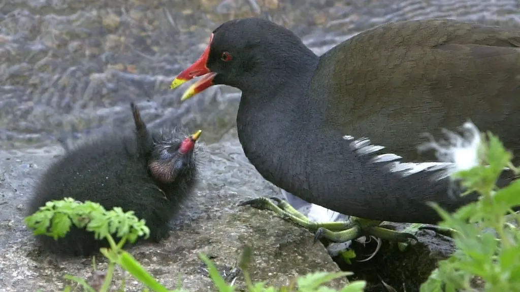 Ein-wenige-Tage-altes-Teichhuhn-Kueken-bettelt-mit-einem-Fluegel-rudernd-seine-Mutter-um-Nahrung-an
