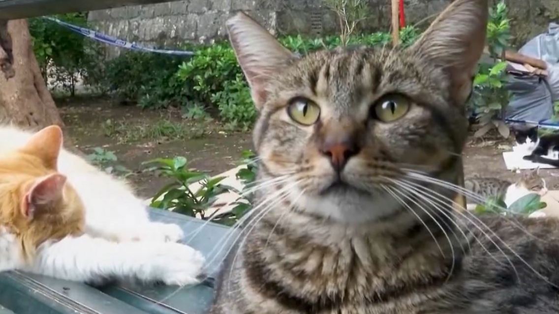 katzen1.JPG