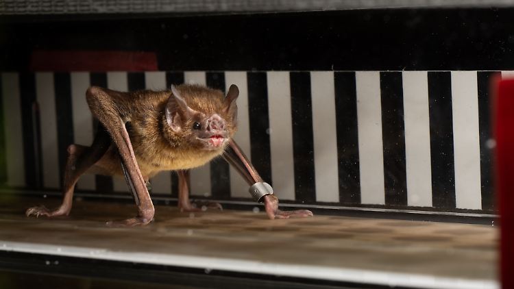 Eine der getesteten Vampirfledermäuse, die auf einem kleinen Laufband aktiv ist.