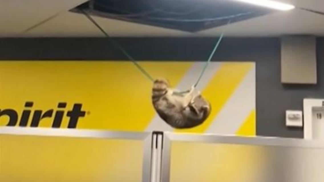 WaschbärFlughafen.JPG