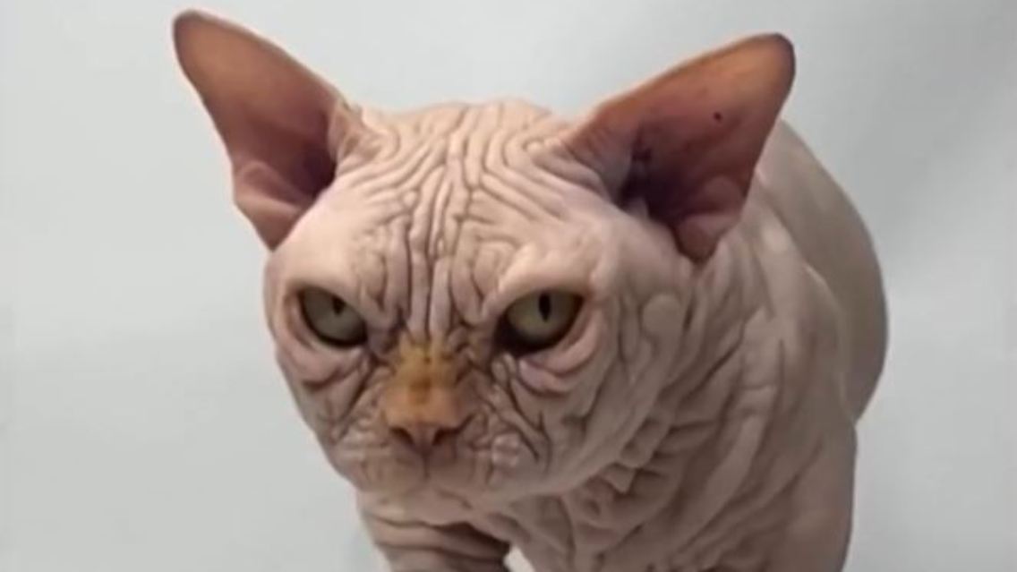 Bullycat.JPG
