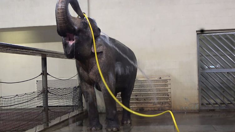 Eigentlich nehmen sie den Rüssel: Elefantenkuh Mary aus dem Berliner Zoo, die sich selbstständig mit einem Wasserschlauch abduscht.