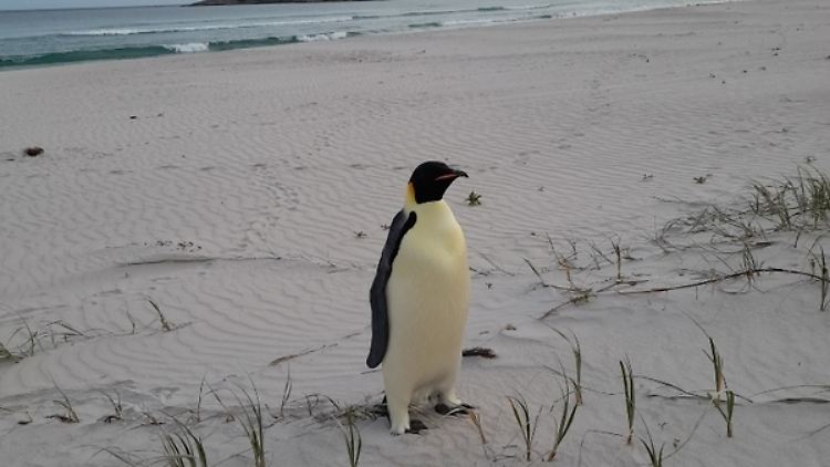 Verwirrend für das Tier und die menschlichen Augenzeugen: in Australien gestrandeter Kaiserpinguin am Ocean Beach.