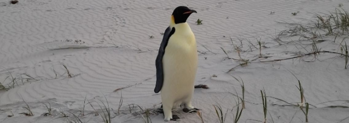 Kaiserpinguin.jpg