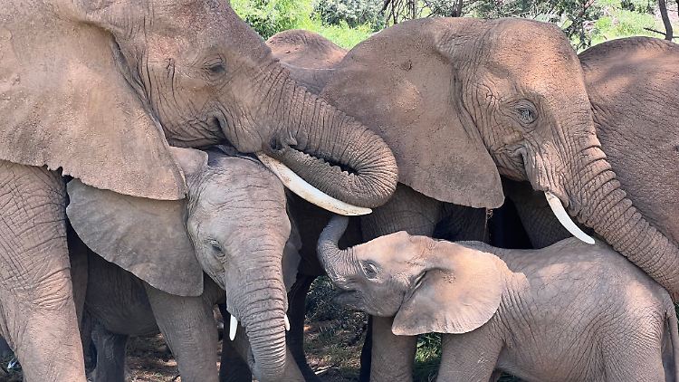 Elefantenfamilie während eines Schläfchens im Samburu-Nationalreservat, Kenia: Außerhalb der Schutzgebiete ist die Situation der Elefanten noch gravierender als in der Studie berechnet.