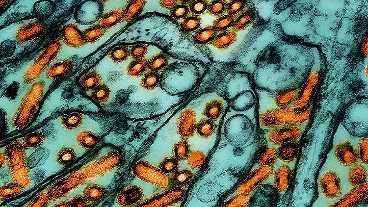 Das Vogelgrippevirus H5N1 wird nach derzeitigem Forschungsstand zwischen Kühen hauptsächlich über die Milch übertragen.