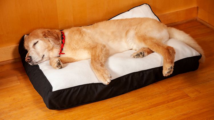 Auch Hunde wollen es gemütlich haben. 