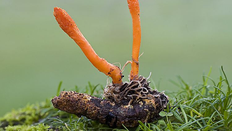 Der Pilz bildet zwei bis fünf Zentimeter hohe, keulenförmige und gelborange Fruchtkörper, die aus den toten vergrabenen Puppen herauswachsen