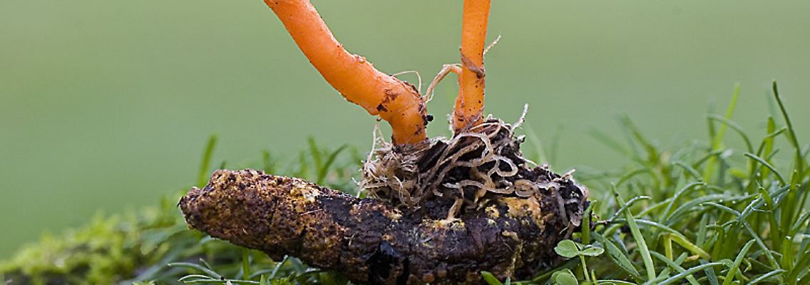 2008-12-14_Cordyceps_militaris_3107128906.jpg