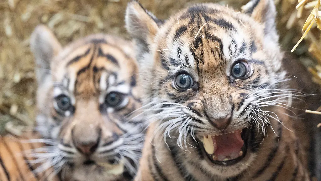 Zwei-kleine-Sumatra-Tiger-werden-im-Zoo-Frankfurt-erstmals-der-Oeffentlichkeit-vorgestellt