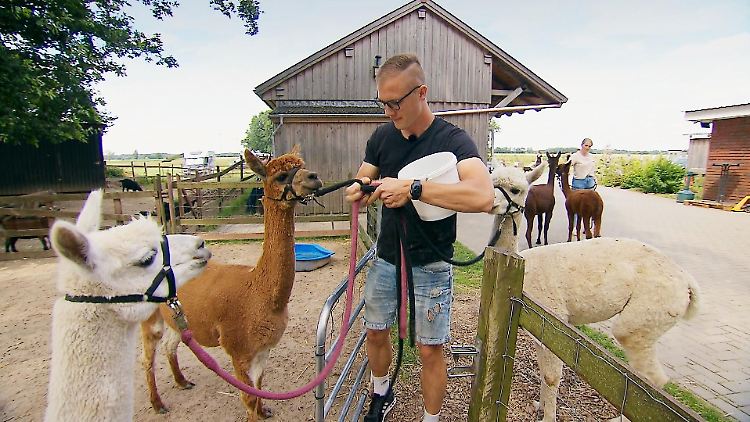Mechatroniker Martin hat sich den Umgang mit Saskias Alpakas etwas leichter vorgestellt.