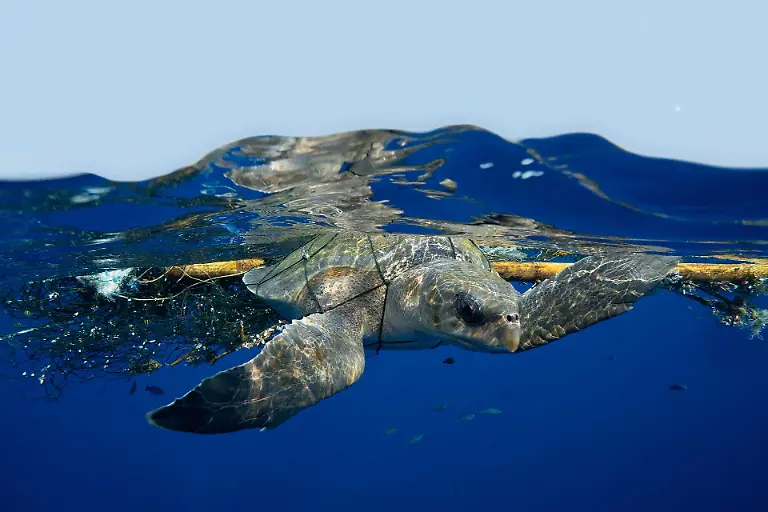 NICHT-VERWENDEN-1920-02-ConservationFocus-SpecialMention-Joshua-Barton-Hires