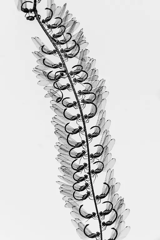 NICHT-VERWENDEN-1200-01-Creative-Winner-Arkaprava-Ghosh