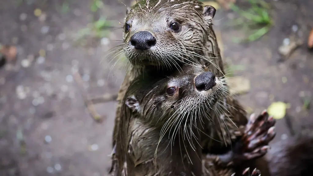 Zwei-Fischotter-schauen-neugierig-aus-ihrem-Gehege