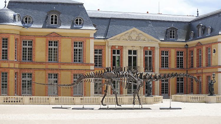 "Vulcain" ist 20,50 Meter lang, rund 150 Millionen Jahre alt und war bis Anfang November auf dem Gelände des Schlosses Château de Dampierre-en-Yvelines bei Paris ausgestellt. Am 16. November wird das Urzeit-Skelett nun versteigert.
