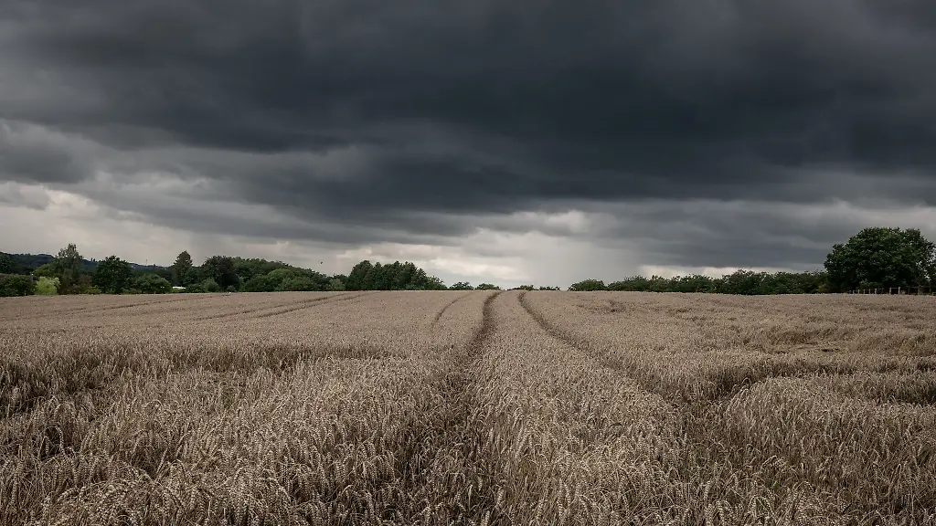 Dunkle-Wolken-stehen-ueber-einem-Weizenfeld-in-der-Naehe-von-Wermelskirchen